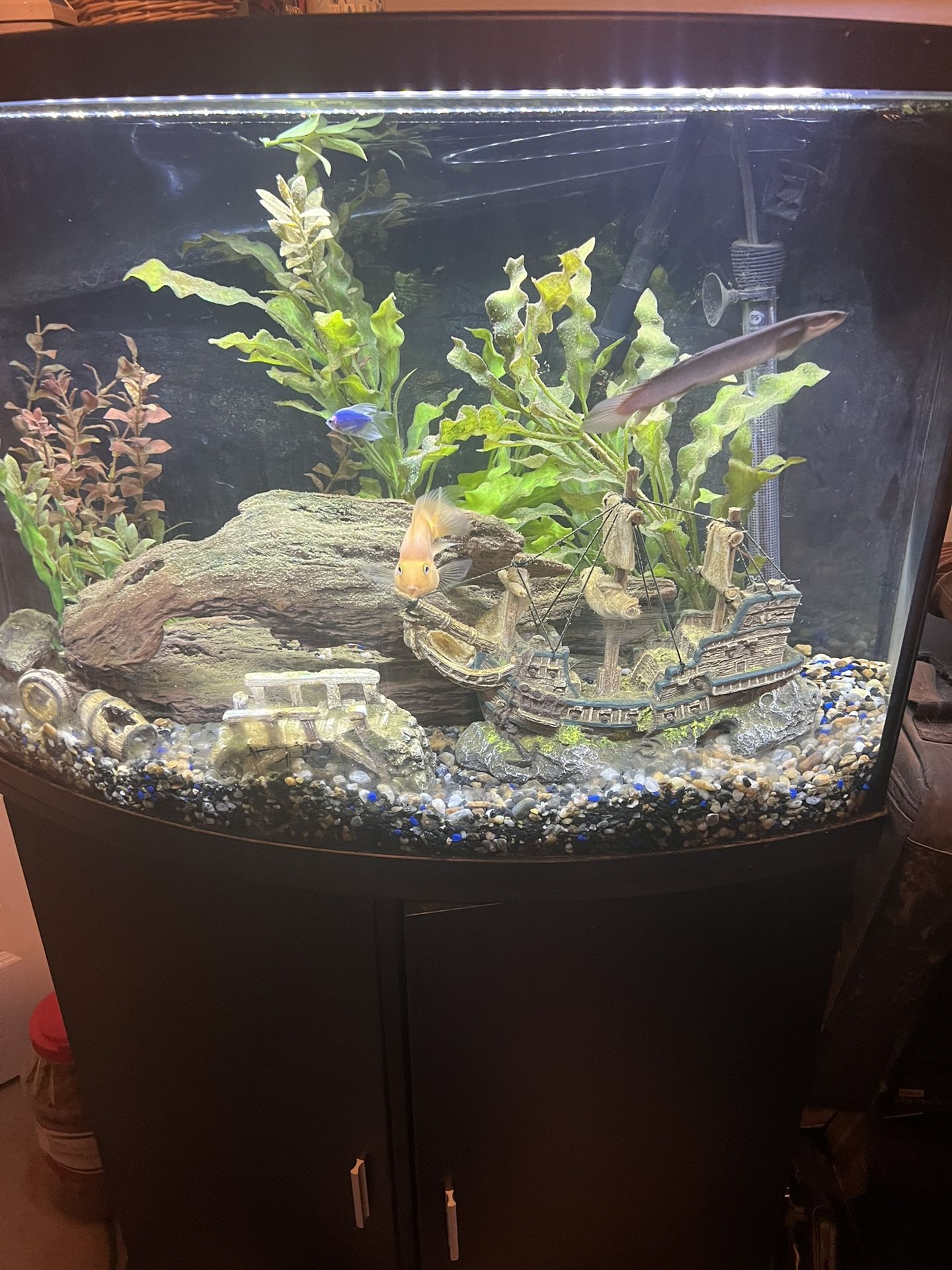 36 Gallons Fish Tank With Stand, Food, And Fish!