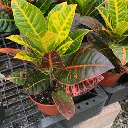 Croton Petra