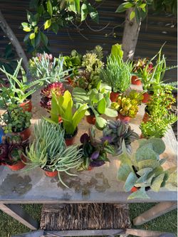 Succulent $2 each small pot