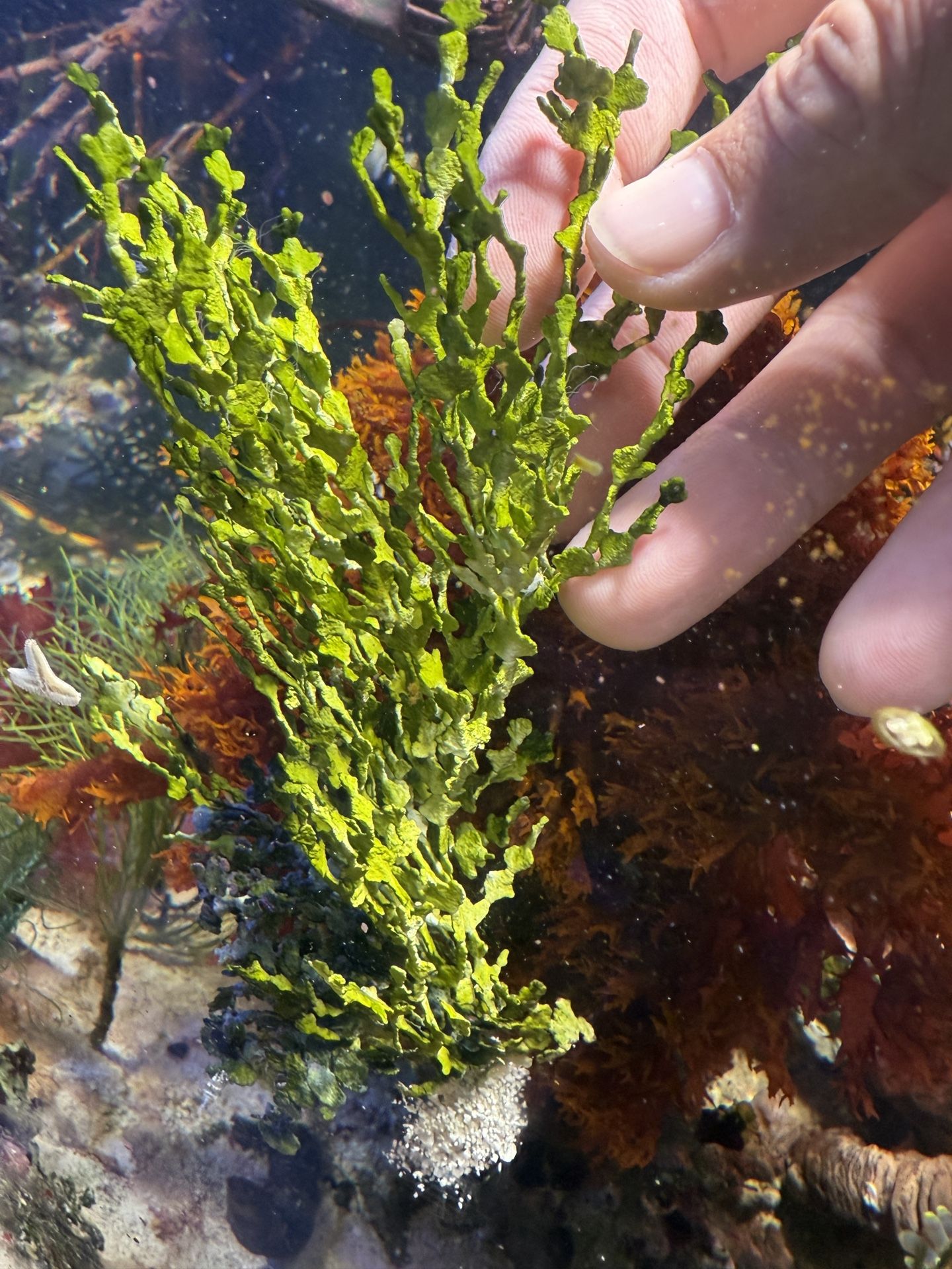 Carpeting Halimenia Macroalgae
