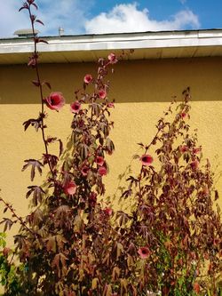 Cranberry hibiscus