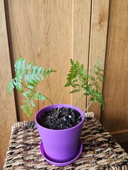 Rabbits Foot Fern (Purple pot)