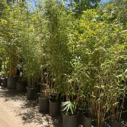 5 Gallon Size- Bamboo Plants- Multiple Varieties Available- Approximately 4-6 Feet Tall