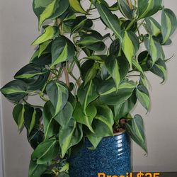 Trailing plants location in description