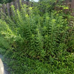 free Tarragon