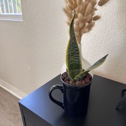 A black mug with Sensevieria plant