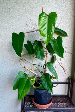Philodendron  Red   Emerald   Plant