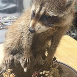 Antique Taxidermy Raccoon