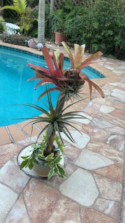 Tropical arrang $20.00