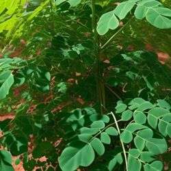 Fresh Organic Moringa Leaves SALE