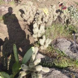  cholla cactus, sheathed cholla (Cylindropuntia tunicata