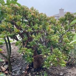 Crassula arborescens ‘Silver Dollar Jade’ Beautiful Plant