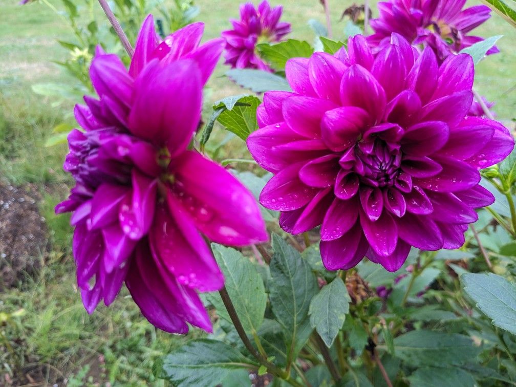 Dahlia Tubers For Sale 