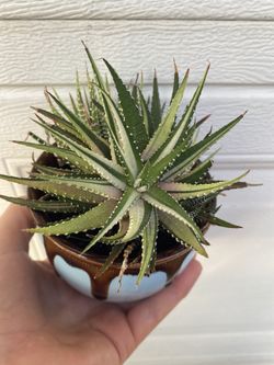 Aire gated Aloe Succulent Small Plant, Grower Pot (4 Inch Ceramic Pick Up Only On City Of Whittier