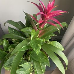 Guzmania plant