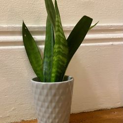 Snake Plant 