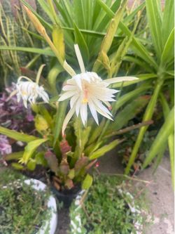 White Epiphyllum