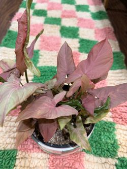 Pink Perfection Syngonium