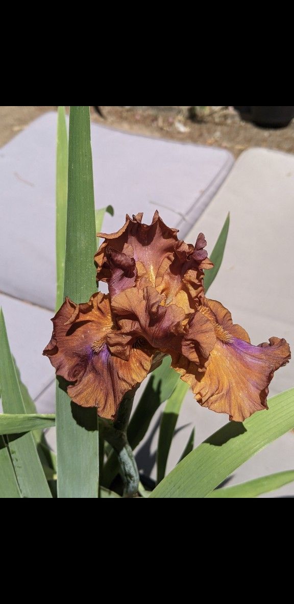 "Sunday Afternoon" Iris