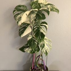 Plants / Variegated Monstera Albo