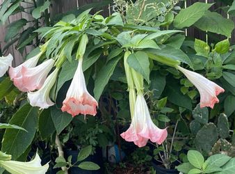 Brugmansia Angel's Trumpet Plant