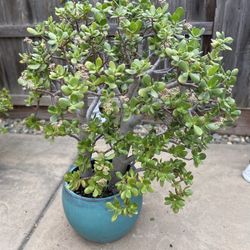 Large, Mature Jade Plant In Ceramic Blue-Green Pot PENDING 