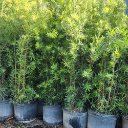 Podocarpus Plants For Privacy!!! 3 Feet Tall!!! Fertilized 