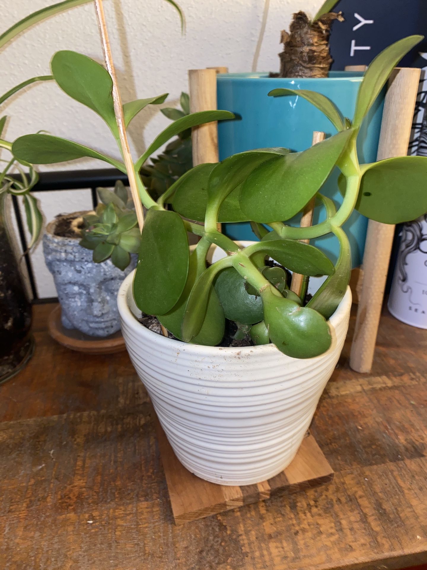 Jade Plant