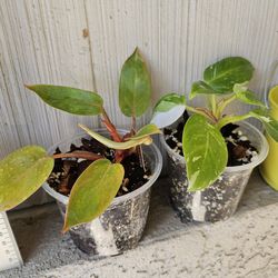 Philodendron Painted Lady, Philodendron White Princess plants