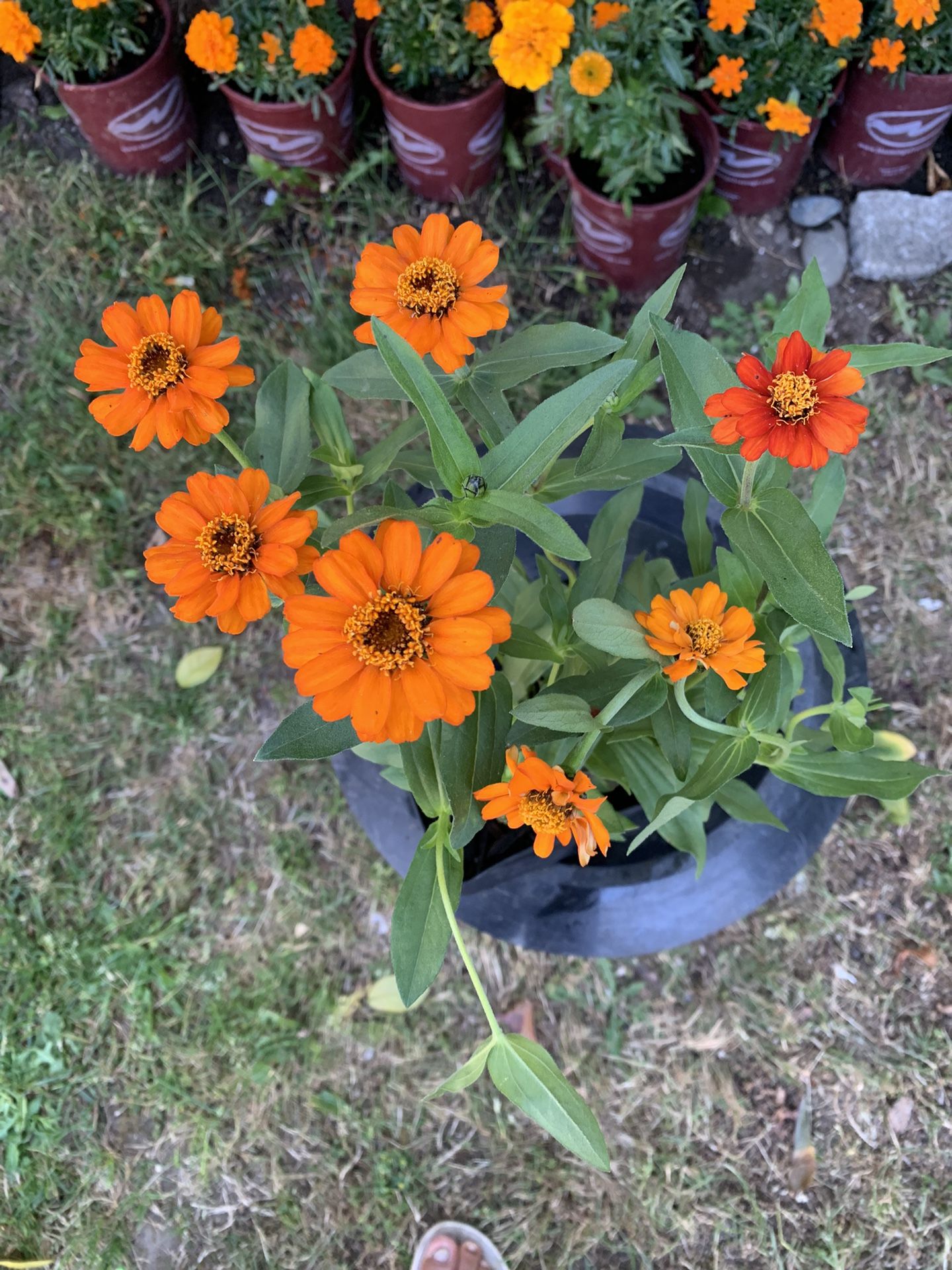 Outdoor Plant