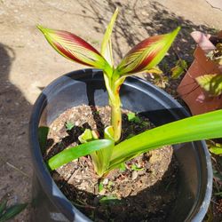 Burgundy And Green Amaryllis Plant Five Gallon 