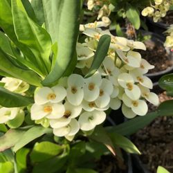 Euphorbia Milli Mix