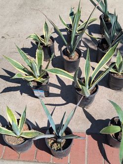 Free Agave Plants