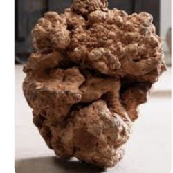 Japanese Burl Wood