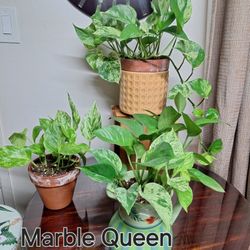 Marble Queen Pothos