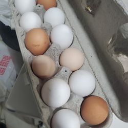 Fresh Eggs