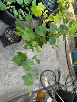 Rose Muscat Grapes (tastes Like Rose Grape!!)