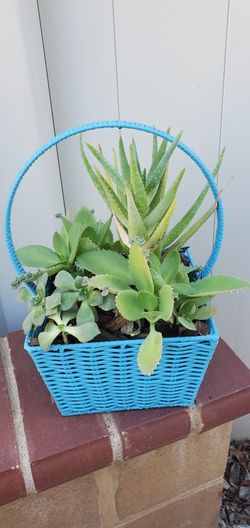 Blue Wicker Basket With 10 Plants
