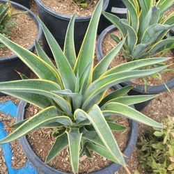 Agave Desmentiana Variegated