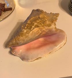 Large Queen Conch shell