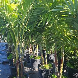 Christmas Palms  Over 6 To 7 Feet Tall Instant Privacy Fence  