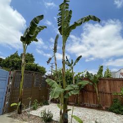 Banana Trees $15