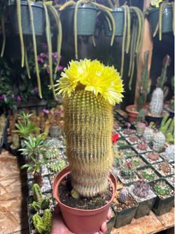 Lemon ball cactus 🌵🌼🌼🌼