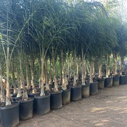 15 Gallon Size- Queen Palm Trees- Approximately 6-8 Feet Tall 