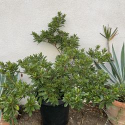 5  Pink Azalea Plants 🌺 