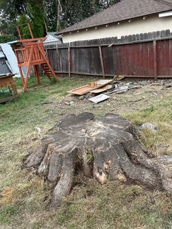 Stumps 🪵