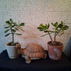 Jade Plant