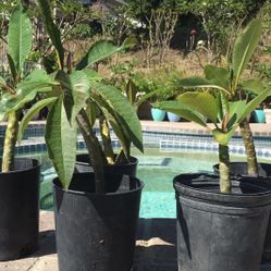 Healthy Potted Plumeria