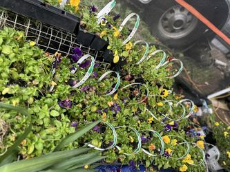 Pansies 2.50 Per 6 Pack 