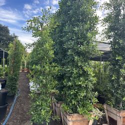 Ficus
